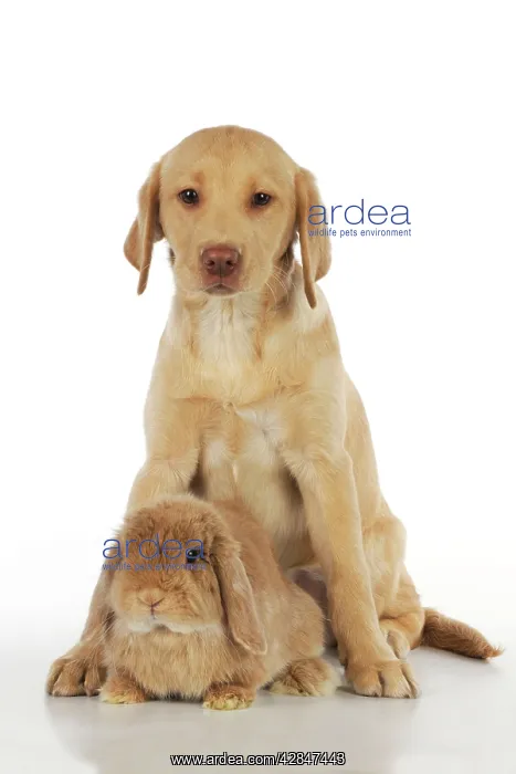 : Dog - Fox Red Labrador - puppy sitting next to : Dog - Fox Red Labrador - puppy sitting next to