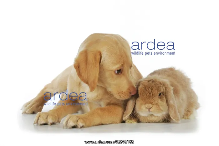 : Dog - Fox Red Labrador - puppy sitting next to : Dog - Fox Red Labrador - puppy sitting next to