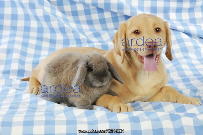 : Dog - Fox Red Labrador - puppy sitting next to : Dog - Fox Red Labrador - puppy sitting next to