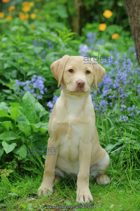 : Dog - Fox Red Labrador - puppy sitting in garden : Dog - Fox Red Labrador - puppy sitting in garden