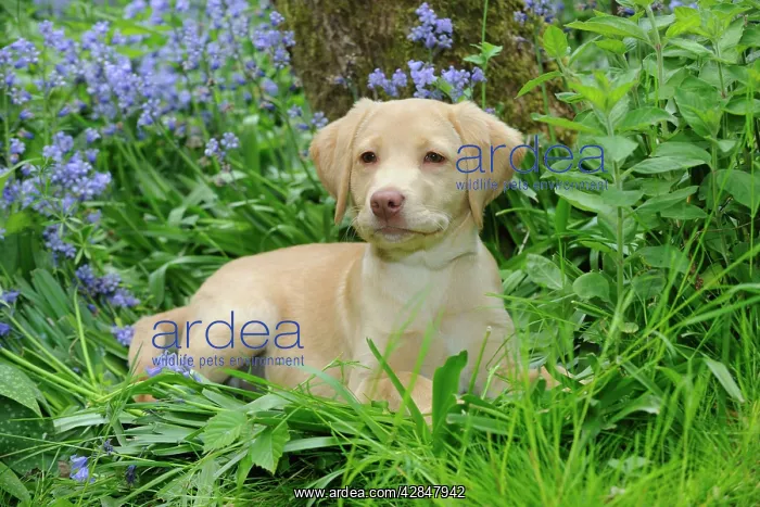 : Dog - Fox Red Labrador - puppy sitting in garden : Dog - Fox Red Labrador - puppy sitting in garden