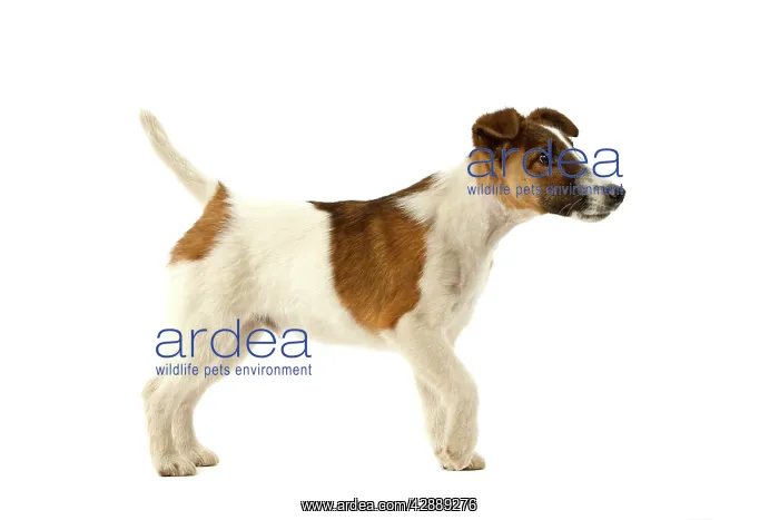  : Dog - Fox Terrier