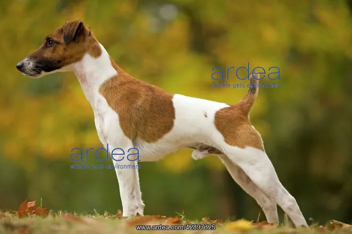  : Dog - Fox Terrier - short-haired - outside