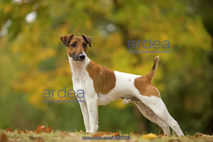  : Dog - Fox Terrier - short-haired - outside