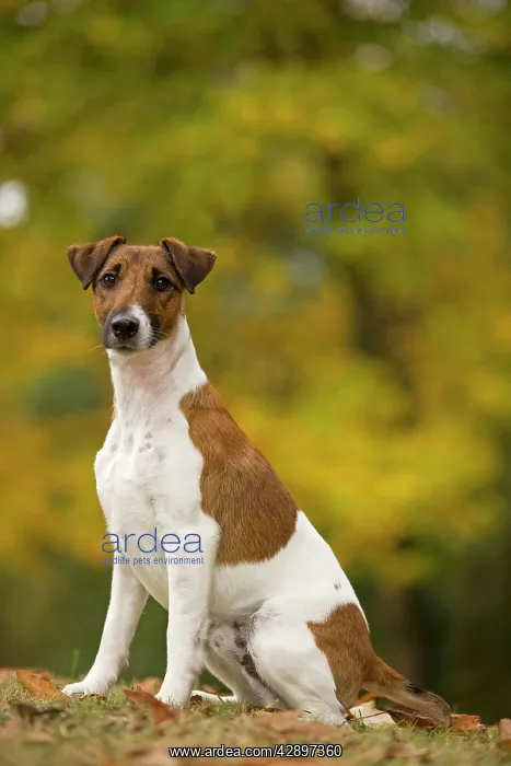  : Dog - Fox Terrier - short-haired - outside