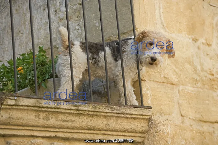  : Dog - Fox Terrier tooking down from balcony