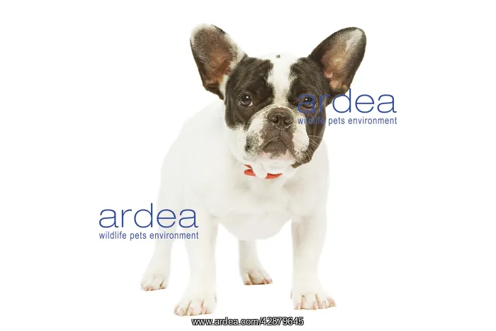 : Dog - French Bulldog : Dog - French Bulldog