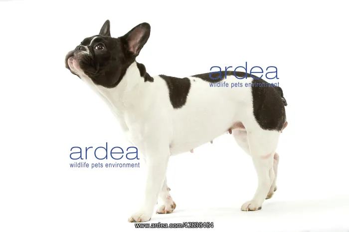 : Dog - French Bulldog : Dog - French Bulldog
