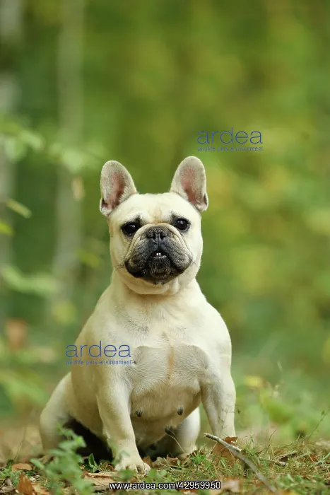 : Dog - French Bulldog : Dog - French Bulldog