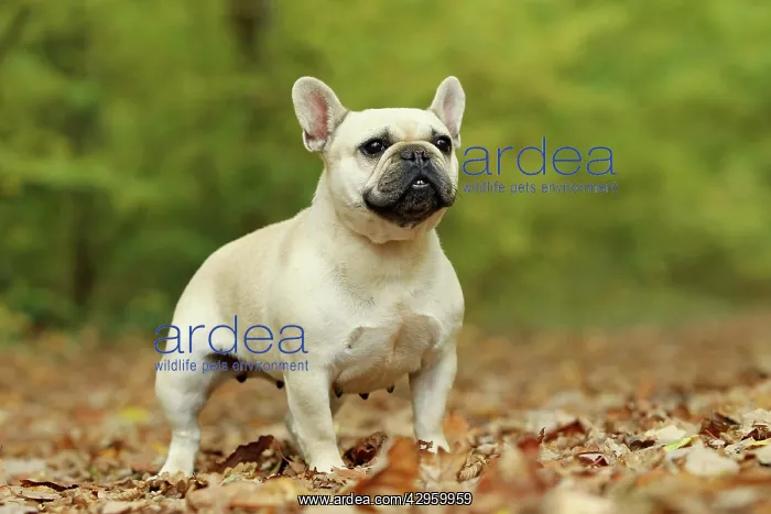 : Dog - French Bulldog : Dog - French Bulldog