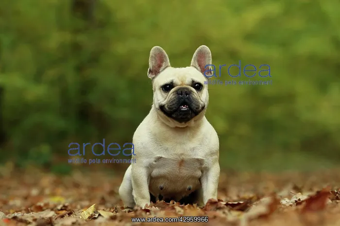 : Dog - French Bulldog : Dog - French Bulldog
