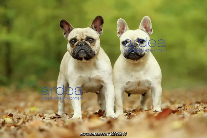 : Dog - French Bulldog : Dog - French Bulldog