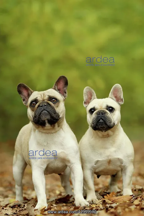 : Dog - French Bulldog : Dog - French Bulldog