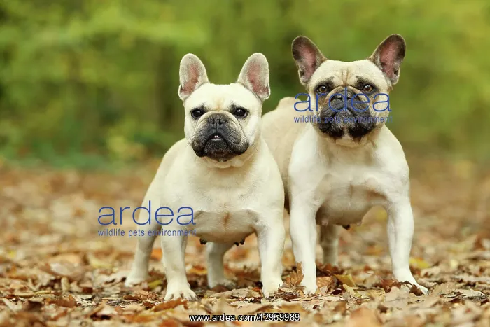 : Dog - French Bulldog : Dog - French Bulldog