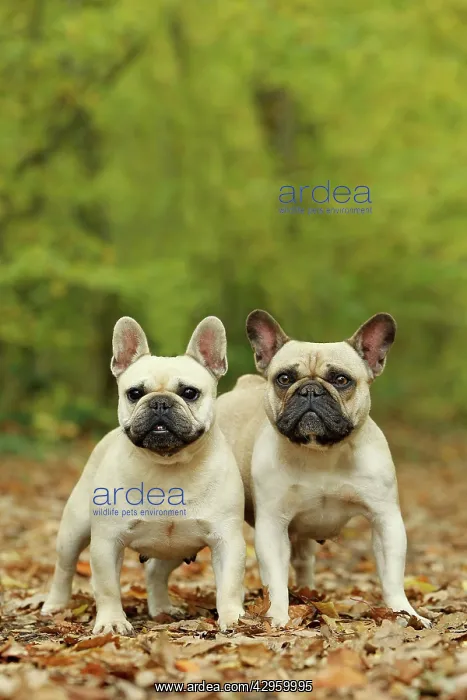 : Dog - French Bulldog : Dog - French Bulldog