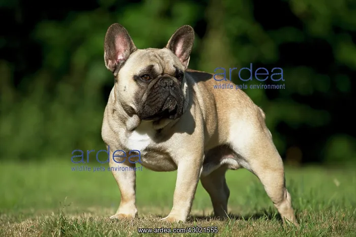  : Dog French Bulldog