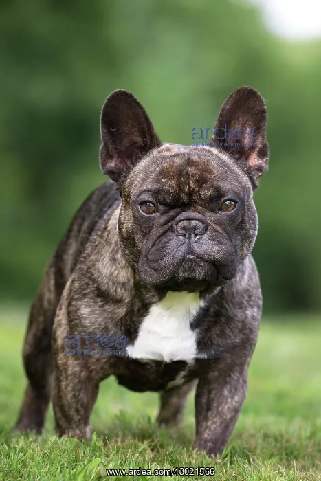  : Dog French Bulldog