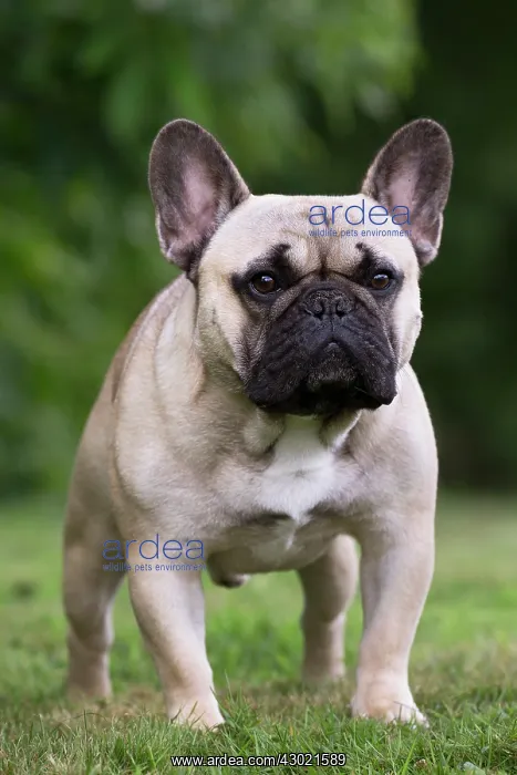  : Dog French Bulldog