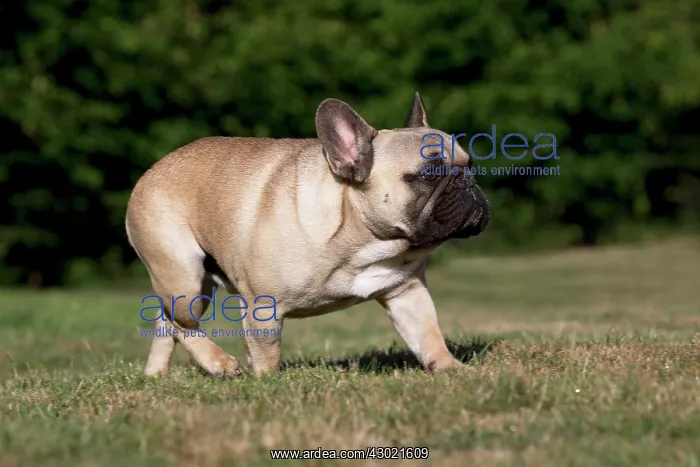 : Dog French Bulldog