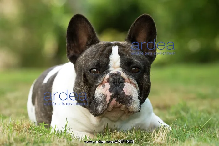  : Dog French Bulldog