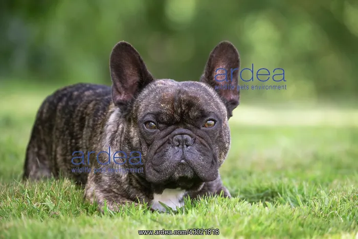  : Dog French Bulldog