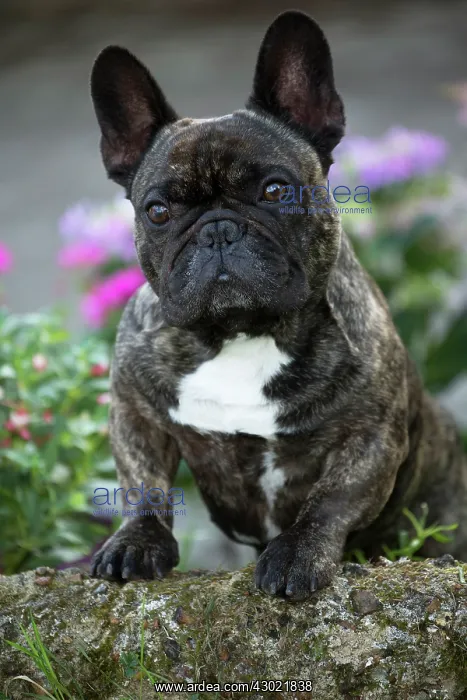  : Dog French Bulldog