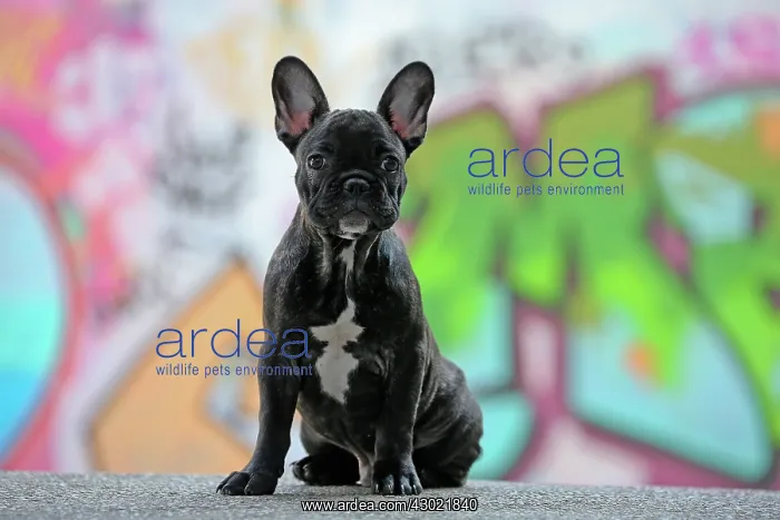  : Dog - French Bulldog