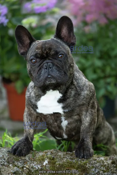  : Dog French Bulldog