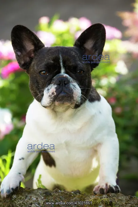  : Dog French Bulldog