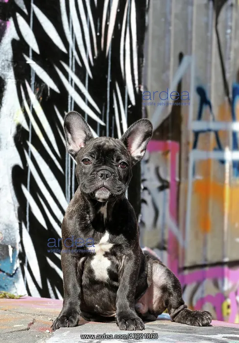 : Dog - French Bulldog : Dog - French Bulldog