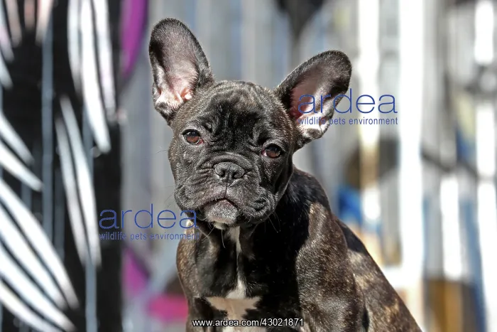  : Dog - French Bulldog