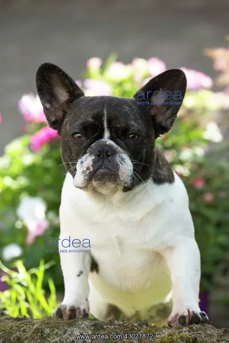  : Dog French Bulldog