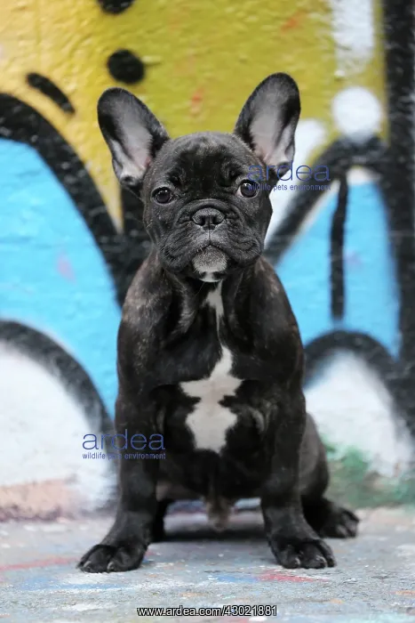 : Dog - French Bulldog : Dog - French Bulldog
