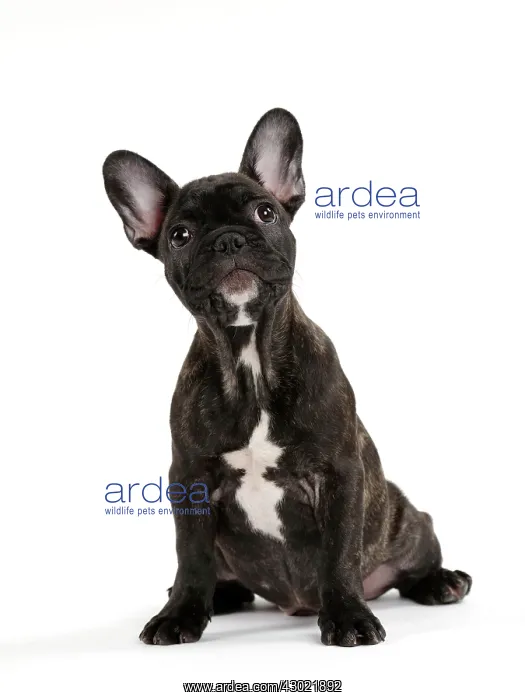 : Dog - French Bulldog : Dog - French Bulldog