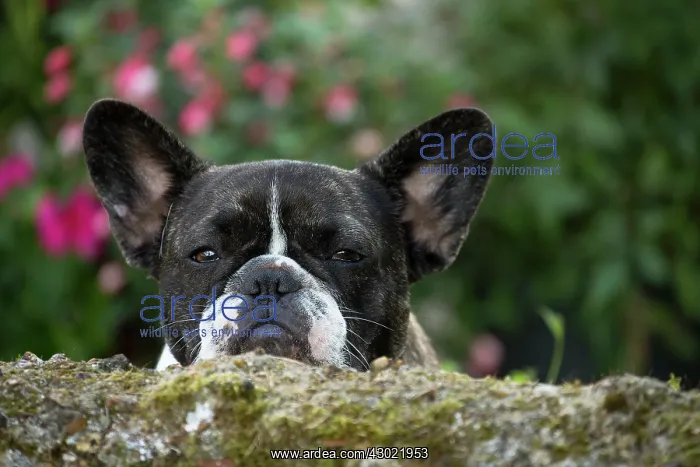  : Dog French Bulldog