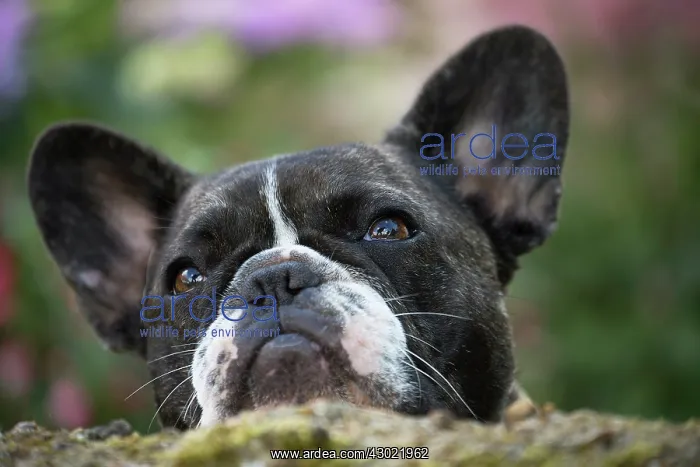  : Dog French Bulldog