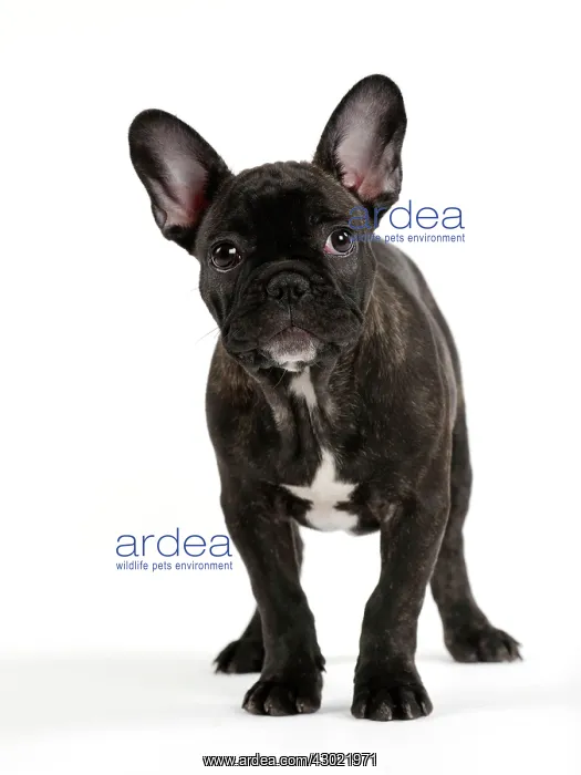 : Dog - French Bulldog : Dog - French Bulldog