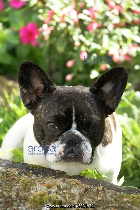  : Dog French Bulldog