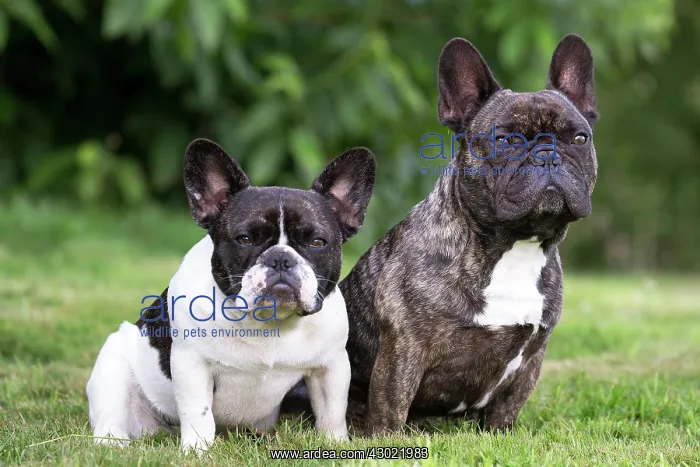  : Dog French Bulldog