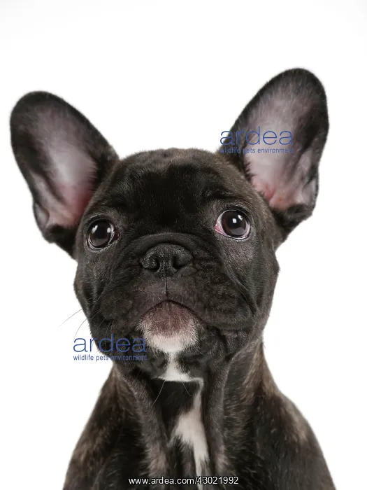 : Dog - French Bulldog : Dog - French Bulldog