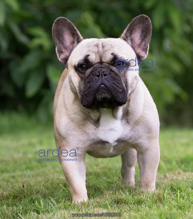  : Dog French Bulldog