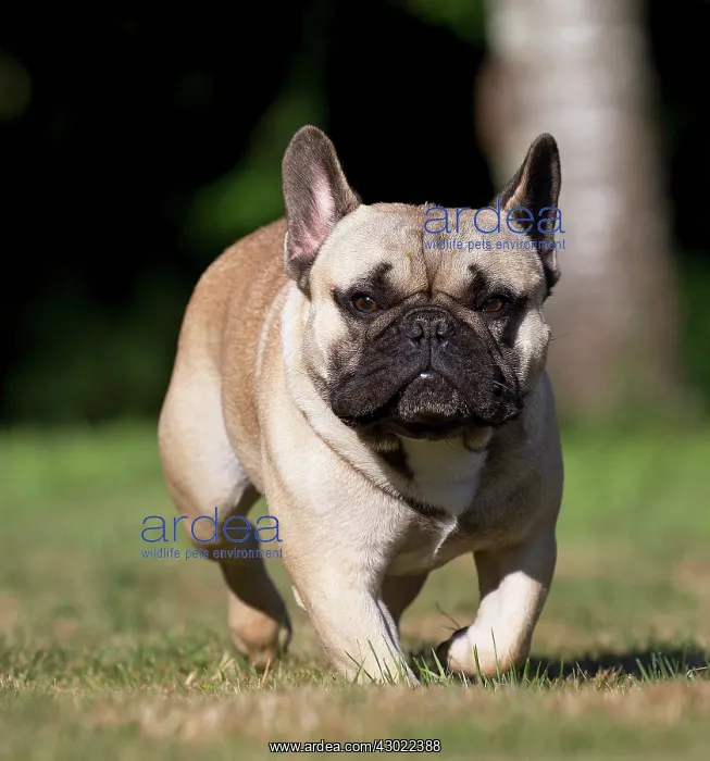  : Dog French Bulldog