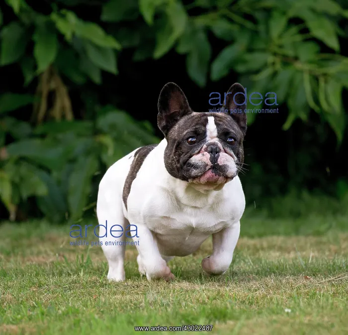  : Dog French Bulldog
