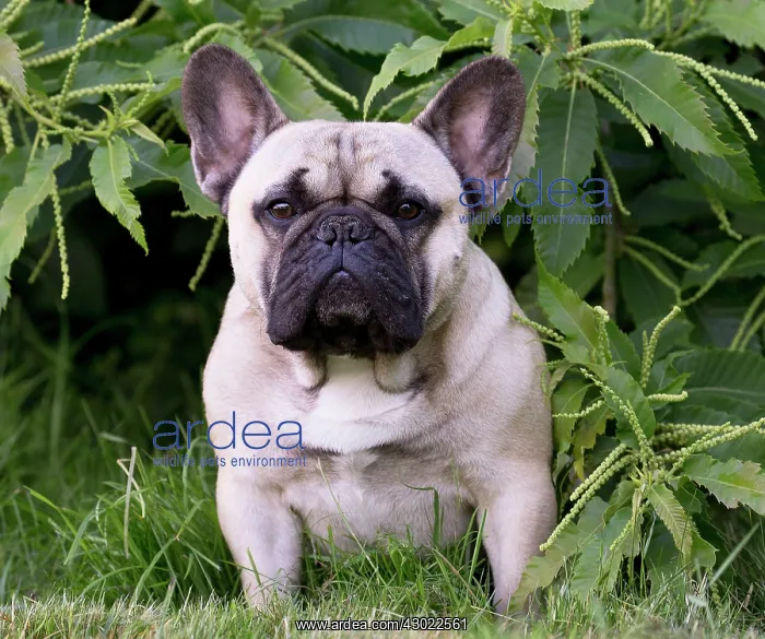  : Dog French Bulldog