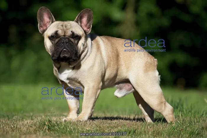  : Dog French Bulldog