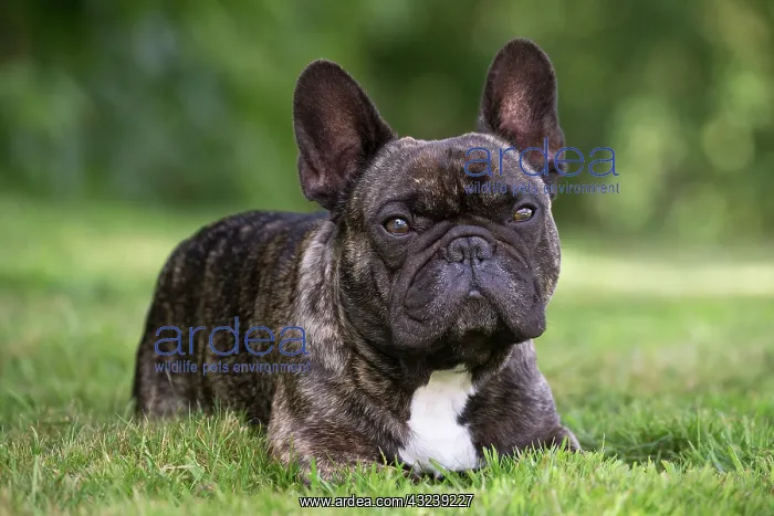  : Dog French Bulldog