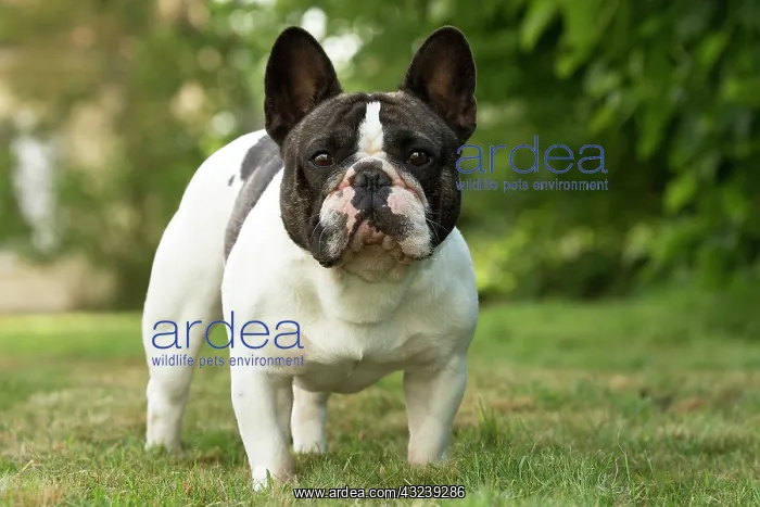  : Dog French Bulldog