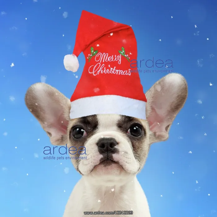 : Dog - French bulldog : Dog - French bulldog