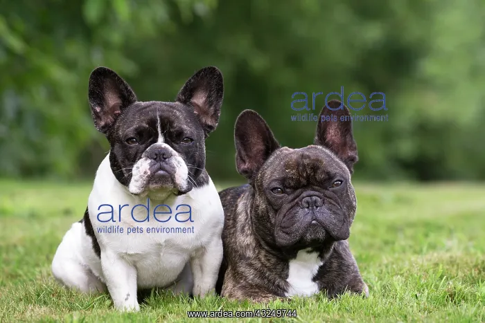 : Dog French Bulldog