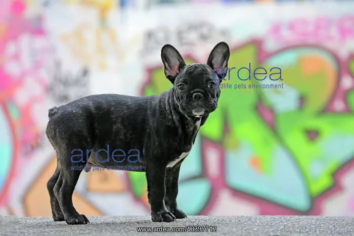 : Dog - French Bulldog : Dog - French Bulldog